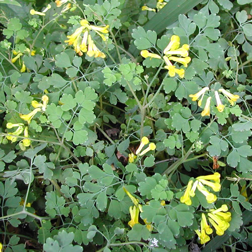 Corydalis lutea